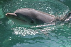 Dolphin in an Aquarium